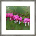 A String Of Hearts Framed Print