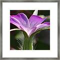 A Study In Lilac Framed Print