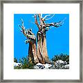 A Tree On Its Own Framed Print