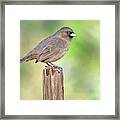 Abert's Towhee 0734-010819 Framed Print