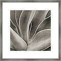 Abstract Cactus Plant Framed Print