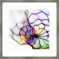 Abstract   Origins Of The Colors Framed Print