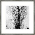 Abstract Tree Framed Print