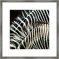 Abstract Zoobras Framed Print