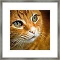 Adorable Ginger Tabby Cat Posing Framed Print