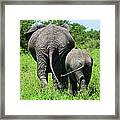 Adult And Baby Elephant Walking Framed Print