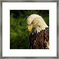 Adult Bald Eagle Framed Print