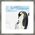 Adult Emperor Penguin And Chick Framed Print