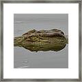 African Crocodile Framed Print