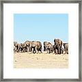 African Elephant Herd Framed Print