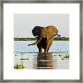 African Elephant Walking In The Water Framed Print