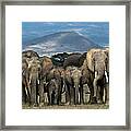 African Elephants Loxodonta Africana Framed Print