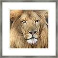 African Lion Male Framed Print