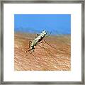 African Malaria Vector Mosquito Framed Print