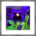 African Pan Orchid Framed Print