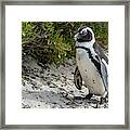 African Penguin Framed Print
