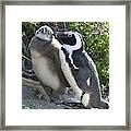African Penguin With Chick Framed Print