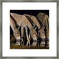 African Wild Donkeys Framed Print