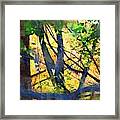 Afternoon In The Woods Framed Print