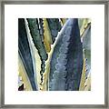 Agave Plant Abstract Framed Print
