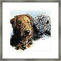 Airedales #2 Framed Print