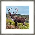 Alaska Caribou In Denali National Park Framed Print