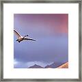 Trumpeter Swan In Flight Framed Print