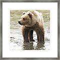 Alaskan Brown Bear In The River Framed Print