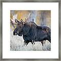 Alces Alces Shirasi, Moose, Elk Framed Print