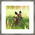 Alert Doe And Fawn Hiding In The Grass Framed Print