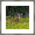 Alert Fawn Framed Print