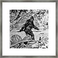 Alleged Photo Of Bigfoot Framed Print