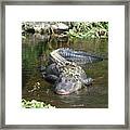 Alligator Day Spa Framed Print