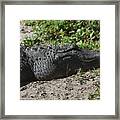 Alligator Eg17 1 Framed Print