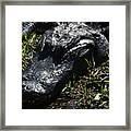 Alligator Eg17 2 Framed Print