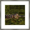 Alligator Framed Print