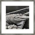 Alligator Selective Color Framed Print