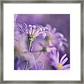 Alluring Asters Framed Print