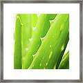 Aloe Vera Framed Print