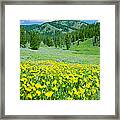 Alpine Meadow In Wyoming Framed Print