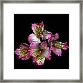 Alstroemeria Framed Print