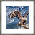 American Bald Eagle Incoming Two Framed Print