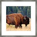 American Bison Buffalo Side Profile Framed Print