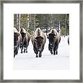 American Bison Framed Print