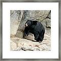 American Black Bear Framed Print