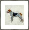 American Foxhound Framed Print