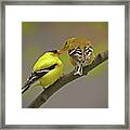 American Goldfinch Mates Framed Print
