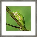 American Green Tree Frog Dar033 Framed Print