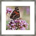 American Painted Lady Butterfly Framed Print