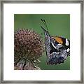 American Snout Butterfly On Bee Balm Seed Head Framed Print